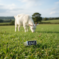 Goat ring lying on grass with a pure white goat in a natural meadow